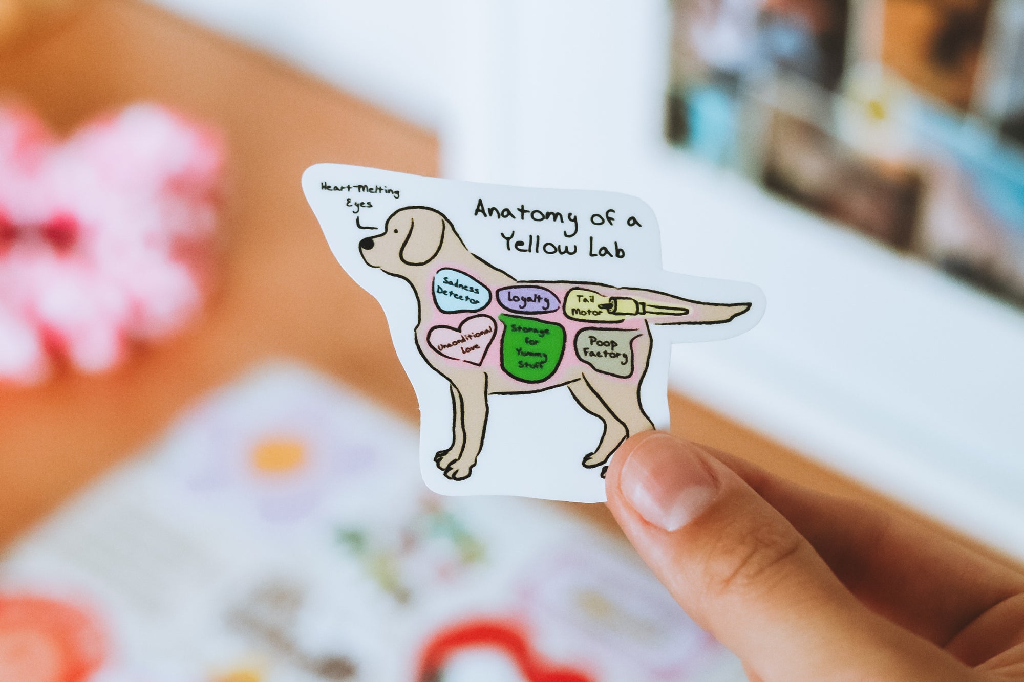 Anatomy of a yellow lab – La Pulga